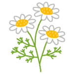 flower_chamomile
